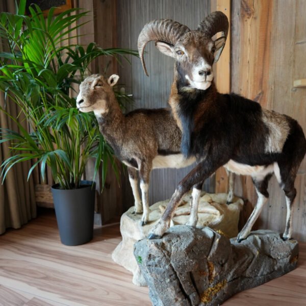 Des taxidermie de chèvres du Restaurant de l'Auberge le Semnoz à Saint-Jorioz en Haute-Savoie en Auvergne-Rhône-Alpes