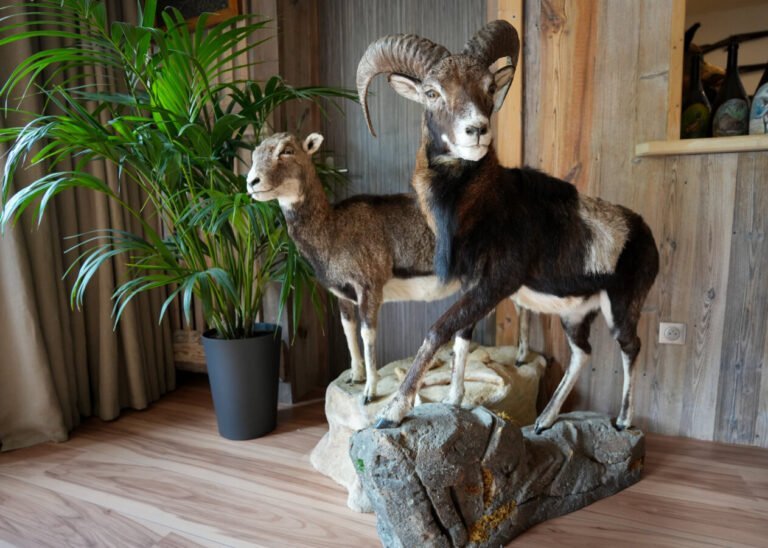 Des taxidermie de chèvres de l'Auberge le Semnoz à Saint-Jorioz en Haute-Savoie en Auvergne-Rhône-Alpes