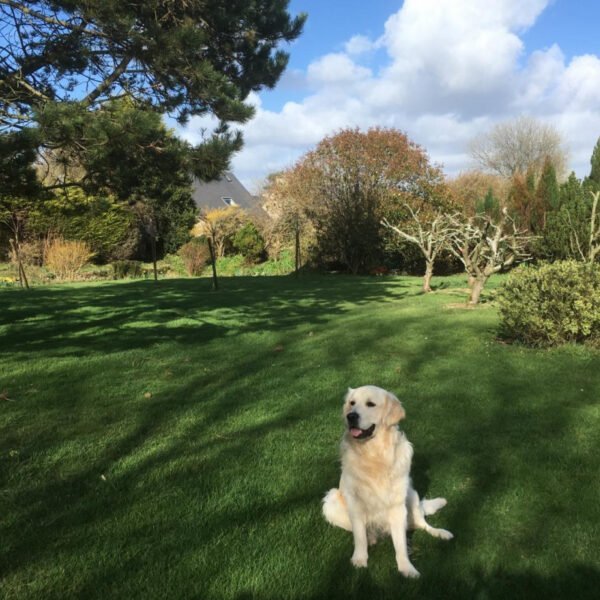 Un golden retriever dans le grand jardin de la Chambre d'hôtes à la Ferme de Saint Germain à Saint-Germain-le-Gaillard dans la Manche en Normandie