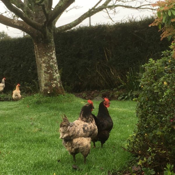 Des poules dans le grand jardin de la Chambre d'hôtes à la Ferme de Saint Germain à Saint-Germain-le-Gaillard dans la Manche en Normandie