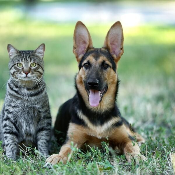 Chien et chat dans le parc de l'Hôtel Le Château d'Argens à Les Arcs sur Argens près de Draguignan dans le Var