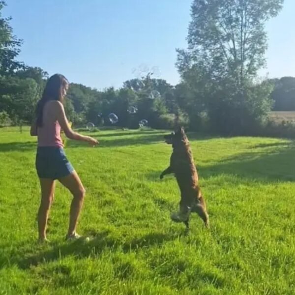 L'accueil des chiens aux Gîtes Estuvi à Chemenot dans le Jura en Bourgogne-Franche-Comté