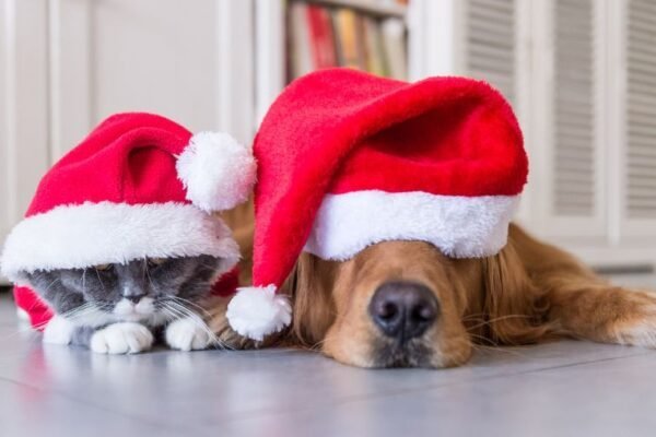 Les dangers de Noël pour votre chien ou votre chat