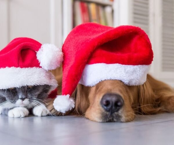 Les dangers de Noël pour votre chien ou votre chat