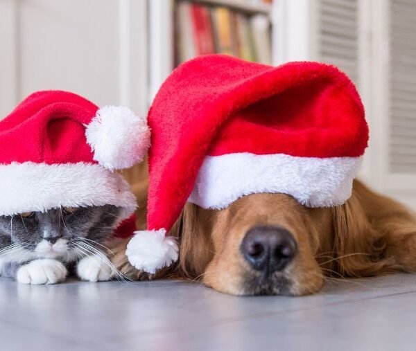 chien chat noel