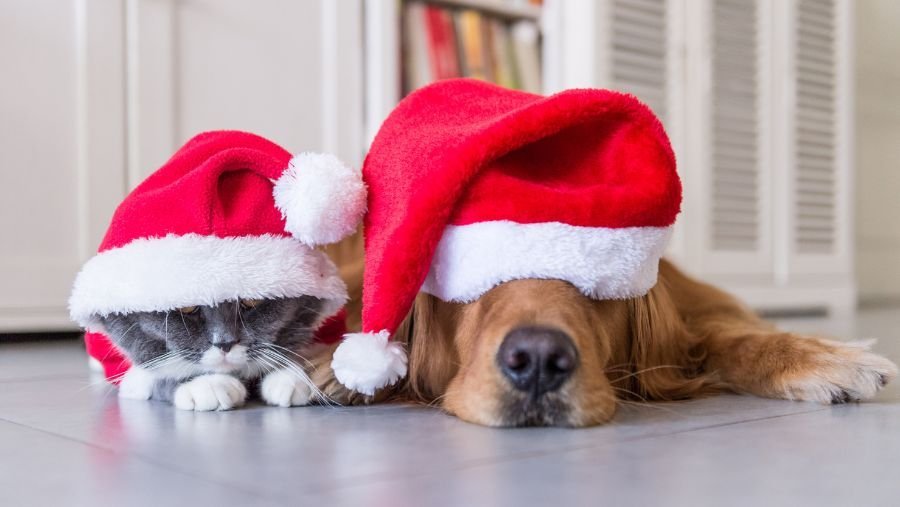 Les dangers de Noël pour votre chien ou votre chat