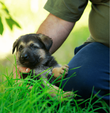 chiot berger allemand qui porte le nom de la destination de rêve de ses adoptants