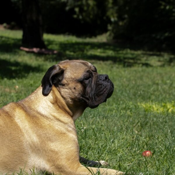 Les chiens bienvenus au Gîte La Bignone à Saint-Marcouf dans la Manche en Normandie