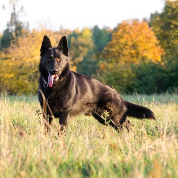 L'accueil des chiens au Gîte Le Bois aux Écureuils à Fierville-les-mines dans la Manche en Normandie