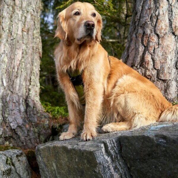 L'accueil des chiens à l'Hôtel Demeure de la Vignole à Turquant en Maine-et-Loire dans les Pays de la Loire