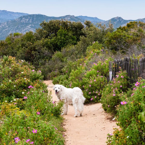un chien qui se balade sur un sentier de randonnée en Corse