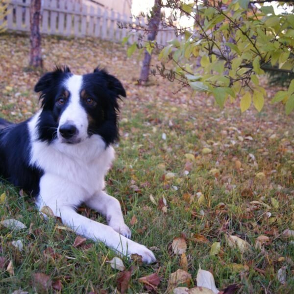 L'accueil des chiens au Gîtes du Domaine Fritz à Kaysersberg dans le Haut-Rhin dans la région Grand-Est