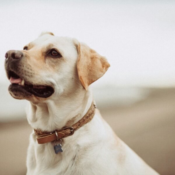 Les chiens bienvenus du Gîte La Couplière à Vicq-sur-mer dans la Manche en Normandie