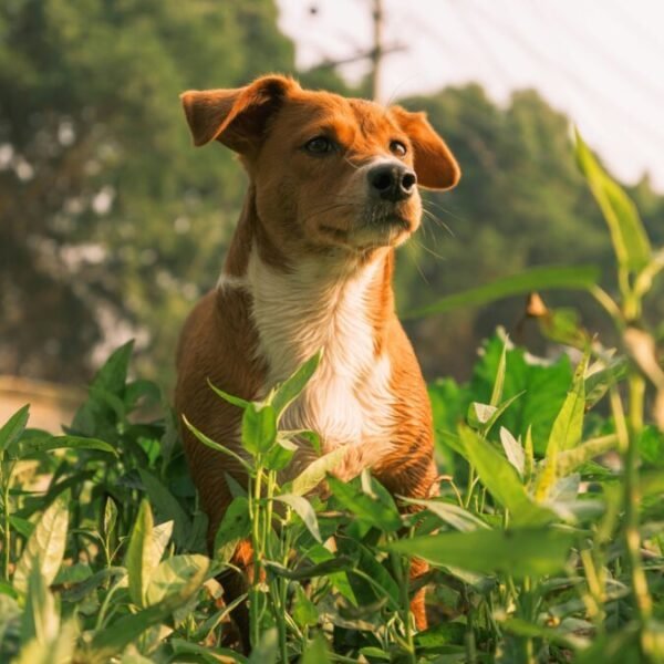 L'accueil des chiens des Chambres d'hôtes La Ferté à Saint-Floxel dans la Manche en Normandie