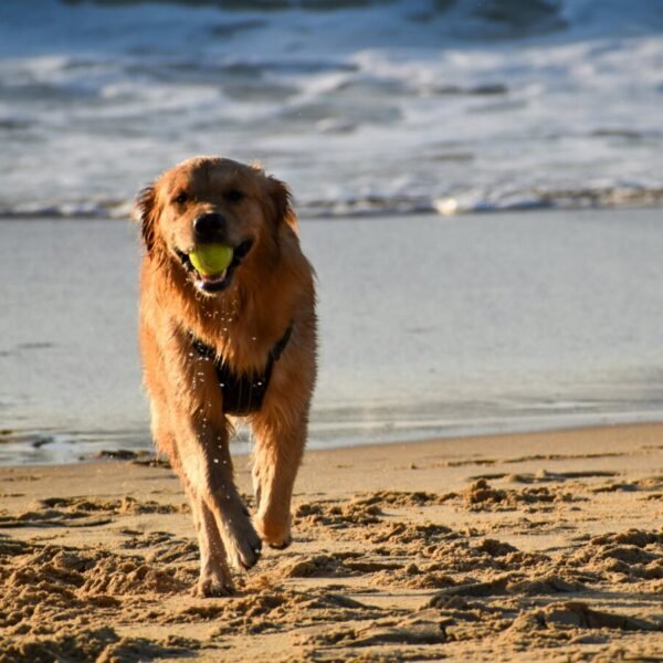 L'accueil des chiens du Camping Kevano plage à Pianottoli-Caldarello en Corse-du-Sud en Corse