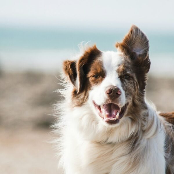 Les chiens bienvenus au Gîte Face au vent à Port-Bail-sur-Mer dans la Manche en Normandie