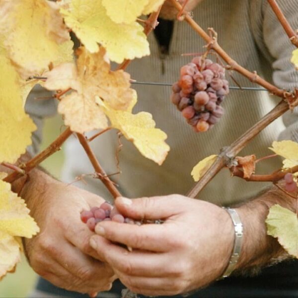 Les vignes des Gîtes du Domaine Fritz à Kaysersberg dans le Haut-Rhin dans la région Grand-Est