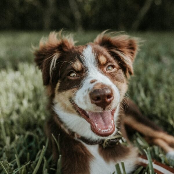 chien dans le jardin du gite la heckeliere dans les vosges