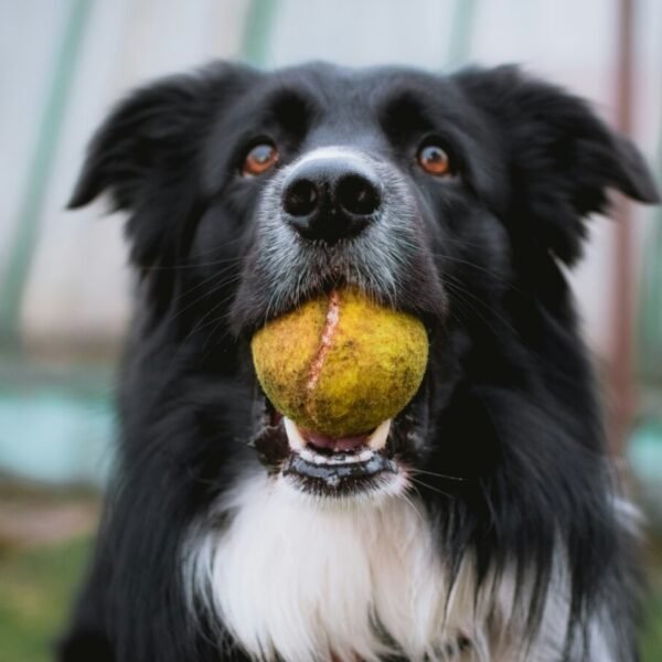 L'accueil des chiens du Gîte La Jardinerie à Aumeville-Lestre dans la Manche en Normandie