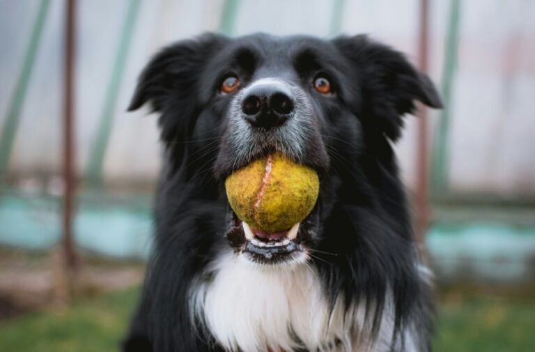 L'accueil des chiens du Gîte La Jardinerie à Aumeville-Lestre dans la Manche en Normandie