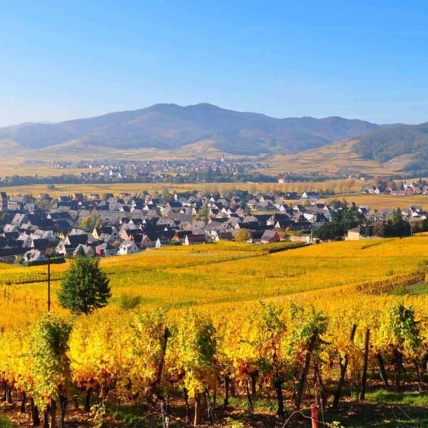 Les vignes des Gîtes du Domaine Fritz à Kaysersberg dans le Haut-Rhin dans la région Grand-Est