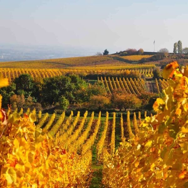 Les vignes des Gîtes du Domaine Fritz à Kaysersberg dans le Haut-Rhin dans la région Grand-Est