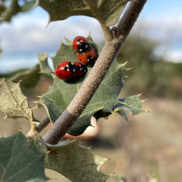 Coccinelles dans les vignes du Domaine Viticole Obrière proche de Béziers dans l'Hérault en Occitanie