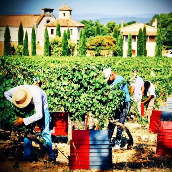 vendanges manuelles chez Château Capion, Domaine viticole à Aniane dans l'Hérault