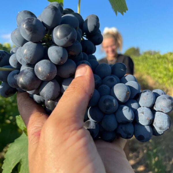 Grappe de raisin dans les vignes du Domaine Viticole Obrière proche de Béziers dans l'Hérault en Occitanie