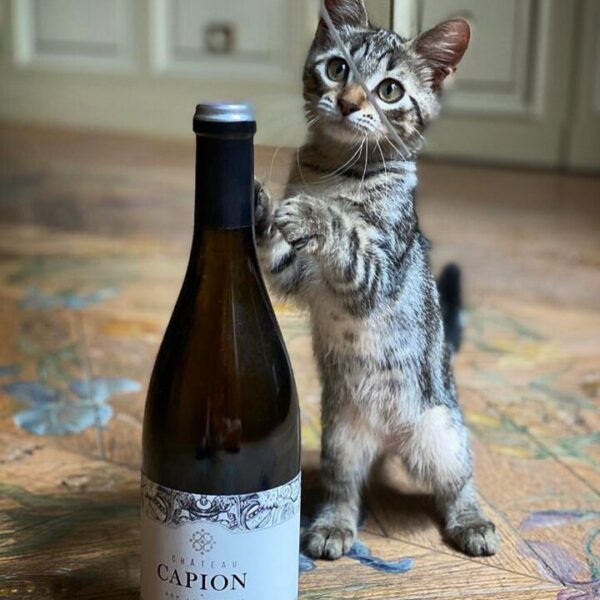 Chat et bouteille de vin au Château Capion, Domaine viticole à Aniane dans l'Hérault