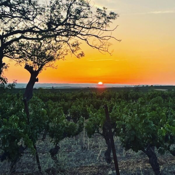 Le vignoble du Domaine Viticole Obrière proche de Béziers dans l'Hérault en Occitanie