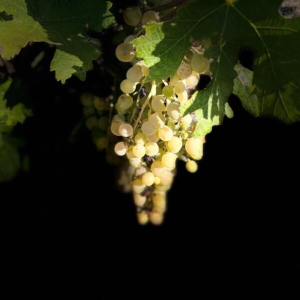 Grappe de raisin la nuit au Domaine Viticole Obrière proche de Béziers dans l'Hérault en Occitanie