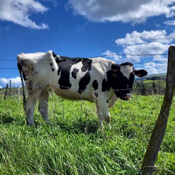 Vache dans le champ voisin du Gite de L'Oreyi dans le Rhône entre Lyon et St Etienne dans les Monts du Lyonnais