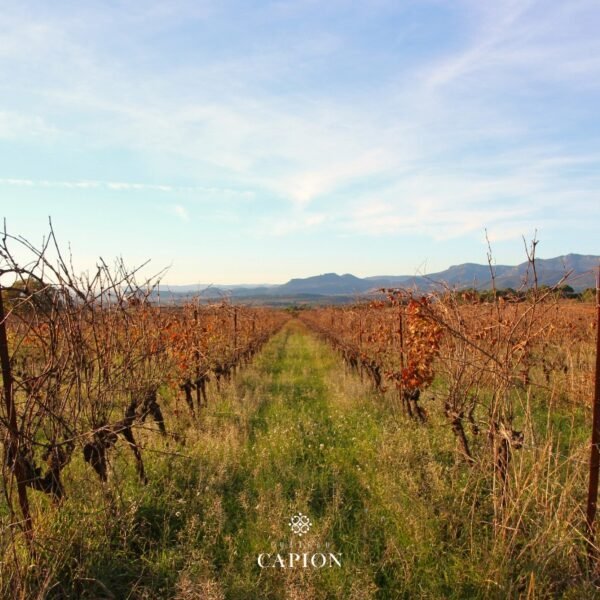 Vignes de Château Capion, Domaine viticole à Aniane dans l'Hérault