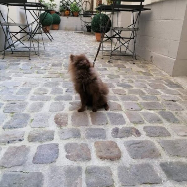 L'accueil des chiens à l'Hôtel des Roys Versailles à Versailles dans les Yvelines en Île de France