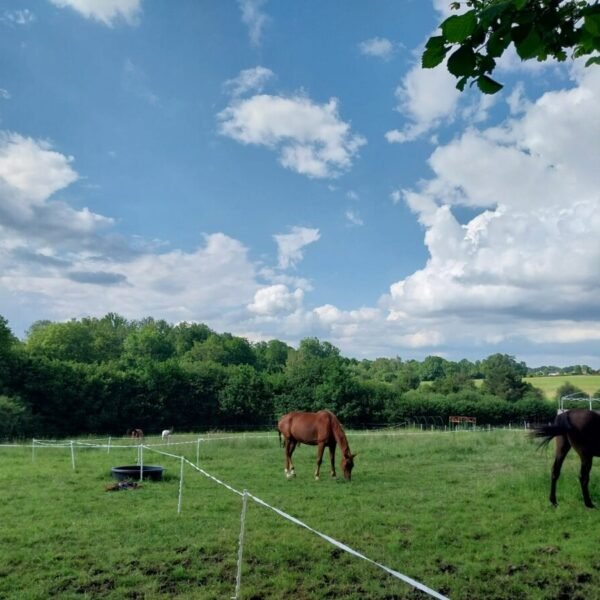 Chevaux dans le jardin des Gîtes des 5 Chemins dans le massif du Sancy dans le Puy de Dôme en Auvergne