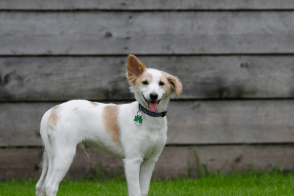 Club Meddog – Pension canine