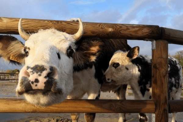 Ferme pédagogique Anymania