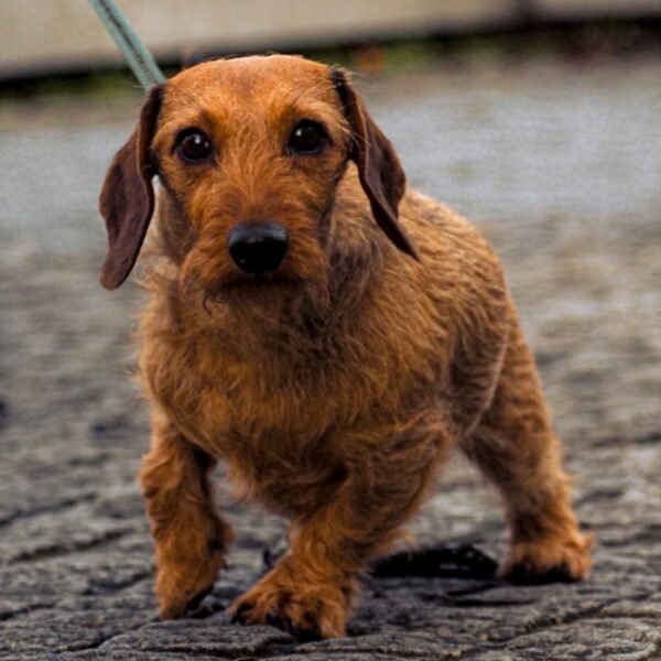 L'accueil des chiens du Restaurant Pizzeria La Mamma à Arles dans les Bouches-du-Rhône en Provence-Alpes-Côte d'Azur