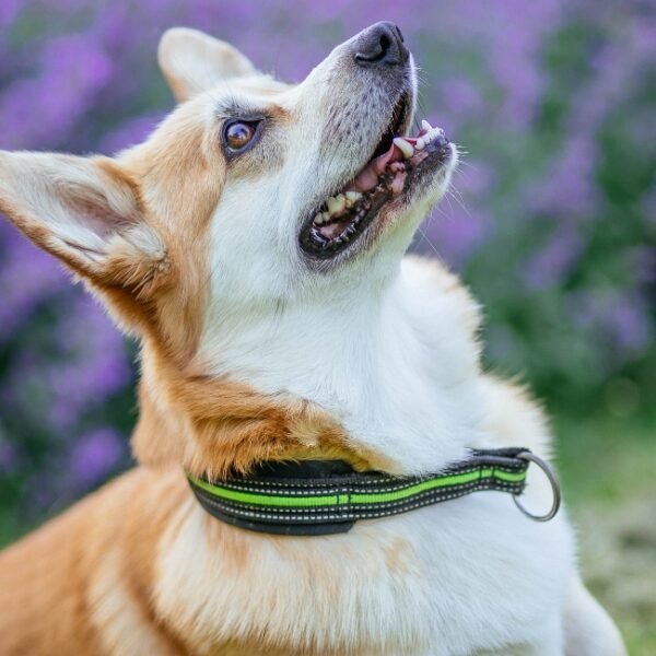 Chien dans un champs de lavande près de La Maison d'Elo près d'Avignon à Pujaut en Provence