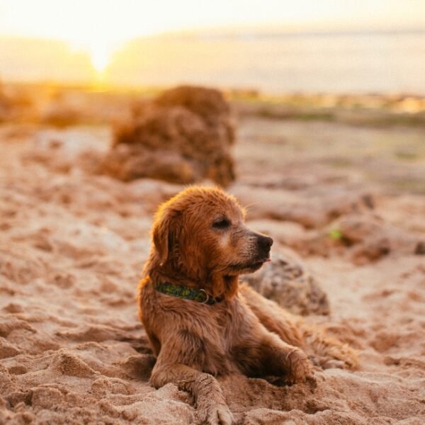 Chien sur la plage proche du Camping Ma Prairie à Canet en Roussillon dans les Pyrénées Orientale en Pays Catalan