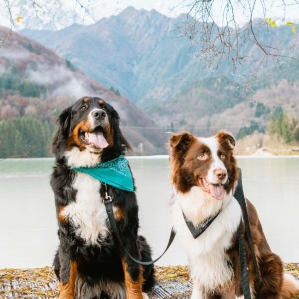 Chiens au bord du lac près de la Maison de Vacances Le gré du Lac près d'Annecy en Haute Savoie dans les Alpes