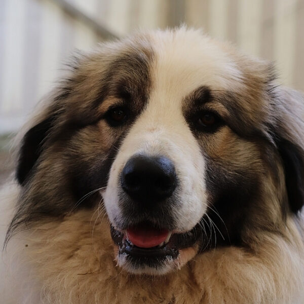 Chien au Gîtes des 5 Chemins dans le massif du Sancy dans le Puy de Dôme en Auvergne