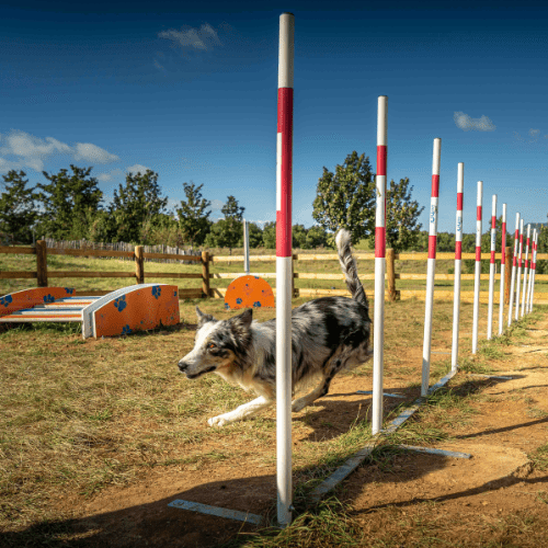 votre chien pourra jouer dans l'espace canin avec obstacles à l'aire du Viaduc de Millau