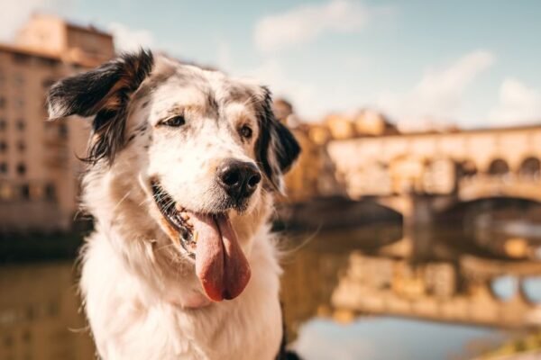 En Italie, les musées gardent votre chien pendant votre visite