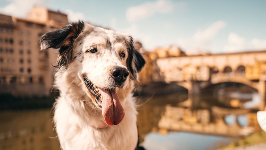 En Italie, les musées gardent votre chien pendant votre visite