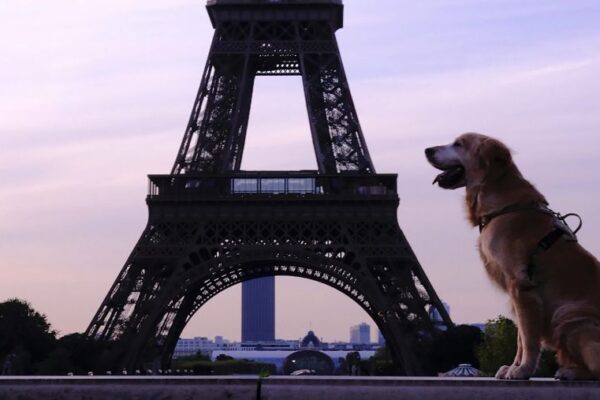 Les 10 meilleurs hôtels où dormir à Paris avec son chien