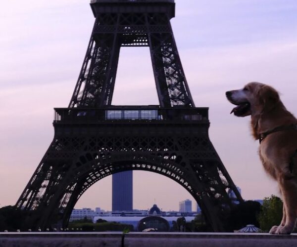 Les 10 meilleurs hôtels où dormir à Paris avec son chien