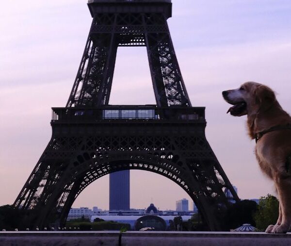 Paris avec un chien