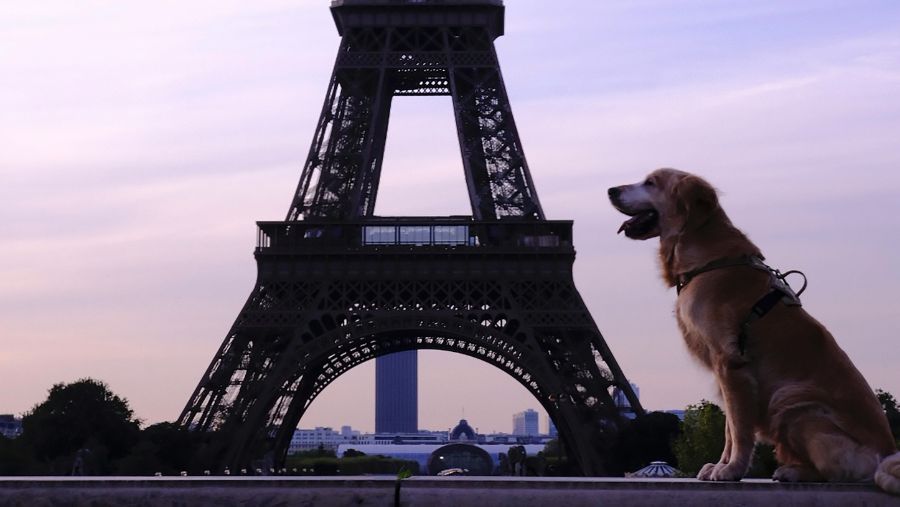 Les 10 meilleurs hôtels où dormir à Paris avec son chien